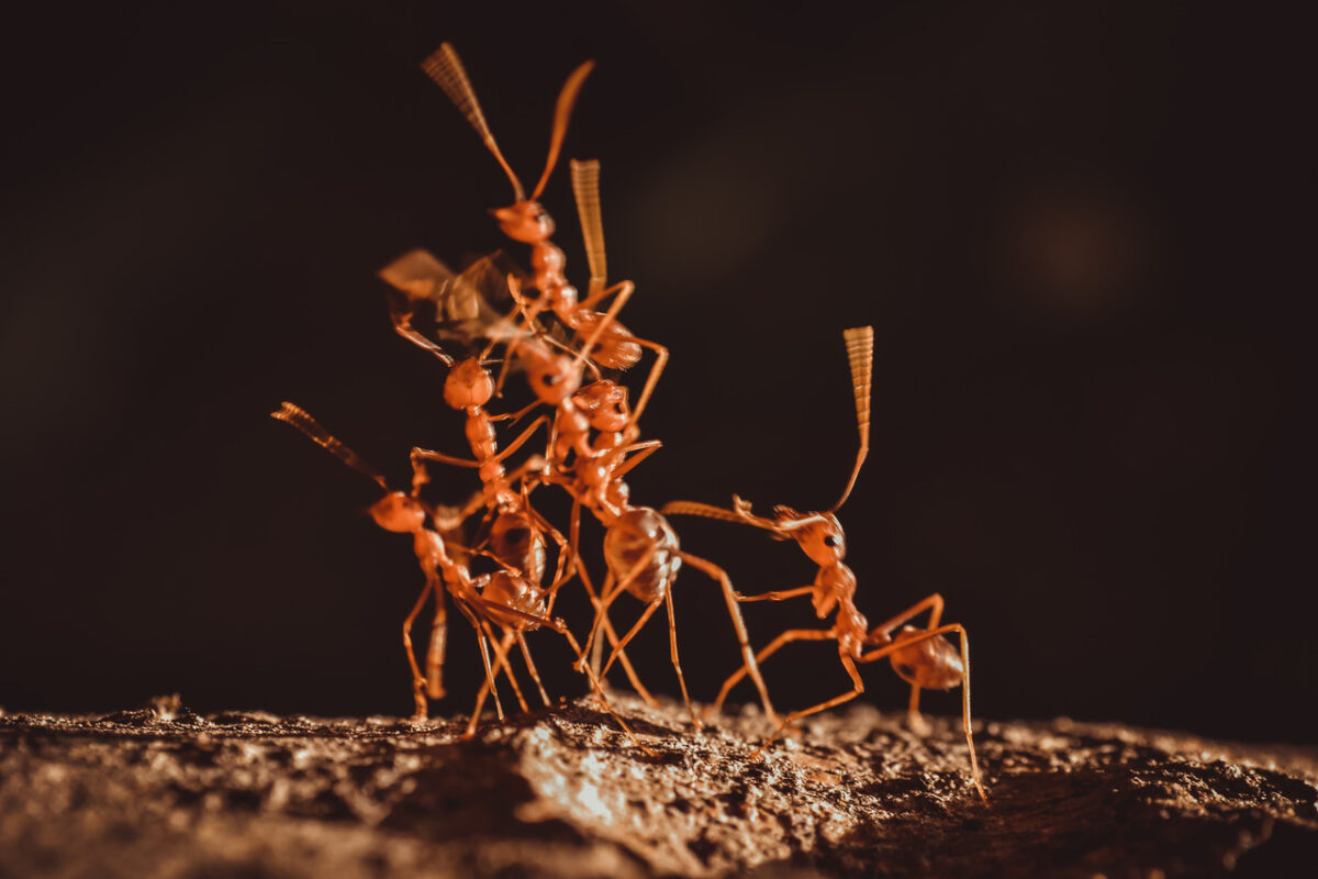 mrówka czerwona